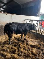 Dikbil streeprugstieren te huur, Mannelijk