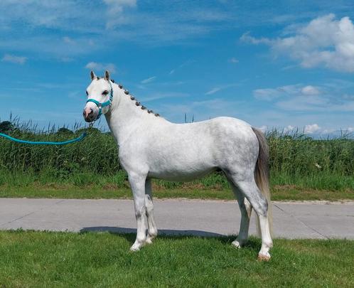 Lieve, knappe welsh A ruin 3 jaar (v. Tiffwyl Mark One), Dieren en Toebehoren, Pony's, Ruin, Recreatiepony, 3 tot 6 jaar