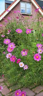 Cosmea mix 25 zaden, Tuin en Terras, Ophalen of Verzenden, Voorjaar, Volle zon, Zaad