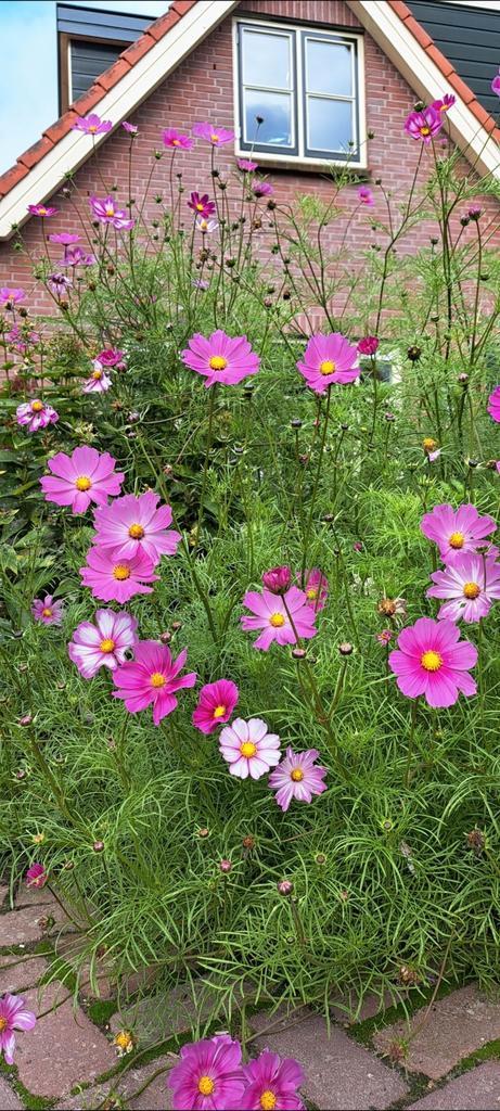 Cosmea mix 25 zaden, Tuin en Terras, Bloembollen en Zaden, Zaad, Voorjaar, Volle zon, Ophalen of Verzenden
