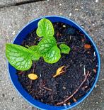Vergeetmenietje vaste plant te koop, Tuin en Terras, Planten | Tuinplanten, Ophalen, Bodembedekkers, Volle zon, Vaste plant