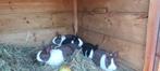 jonge hollander konijnen, Meerdere dieren, Groot, 0 tot 2 jaar
