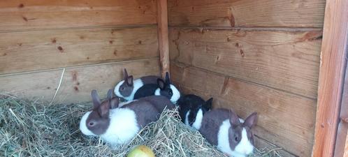 jonge hollander konijnen, Dieren en Toebehoren, Konijnen, Groot, Meerdere dieren, 0 tot 2 jaar