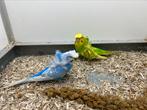 Hagoromo parkiet, Meerdere dieren, Parkiet