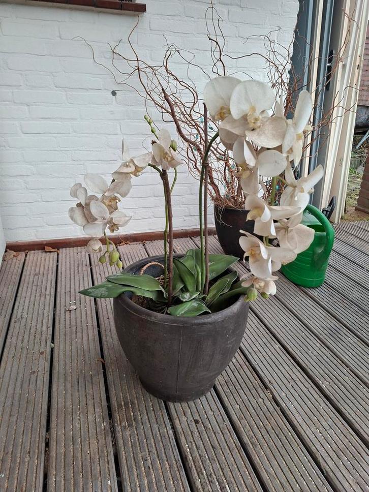 Bloempot met Orchidee (nep), Tuin en Terras, Bloembakken en Plantenbakken, Gebruikt, Beton, Binnen, Balkon, Tuin, Minder dan 30 cm