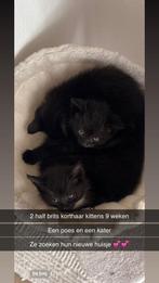 Britse korthaar kittens
