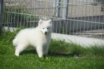 Samojeed pups nieuw nestje, Dieren en Toebehoren, 15 weken tot 1 jaar, Buitenland, Meerdere, Meerdere dieren