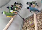 Gouldamadines, Meerdere dieren