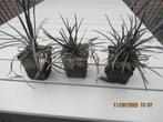 Zwart Gras (Slangebaard/ ophiopogon niger), Tuin en Terras, Planten | Tuinplanten, Ophalen, Volle zon, Vaste plant, Siergrassen