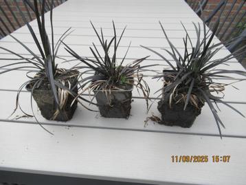 Zwart Gras (Slangebaard/ ophiopogon niger) beschikbaar voor biedingen