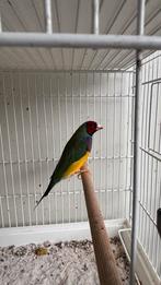 Goldamadine man, Dieren en Toebehoren, Mannelijk