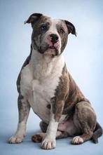 Merle stafford dekreu, 2 kleuren ogen, Reu, Eén hond, 3 tot 5 jaar, Nederland