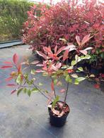 photinia red robin, Tuin en Terras, Zomer, Vaste plant, Overige soorten, Ophalen