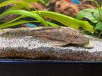 Pleco algeneter, Vis