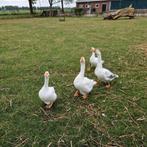 2 ganzen, Dieren en Toebehoren, Pluimvee, Meerdere dieren, Gans of Zwaan