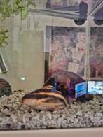 Gestreepte Raphael-meerval (Platydoras armatulus), Dieren en Toebehoren, Vissen | Aquariumvissen, Overige typen, Zoetwatervis