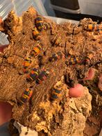 Verschillende pissenbedden/Isopods. Eigen kweek, Overige soorten, 0 tot 2 jaar