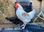 Easteregger haan 5 maanden, Dieren en Toebehoren, Pluimvee, Mannelijk, Kip
