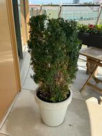 buxes, vierkant model, Tuin en Terras, Planten | Bomen, Bloeit niet, Halfschaduw, Minder dan 100 cm, Overige soorten