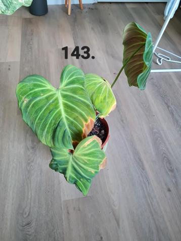 Philodendron El choco Red beschikbaar voor biedingen