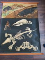 Oude Schoolplaten haas kikker salamander mol vleermuis, Antiek en Kunst, Antiek | Schoolplaten, Ophalen, Natuur en Biologie