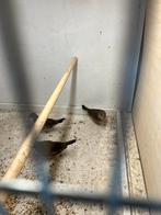 Musduifjes, Dieren en Toebehoren, Vogels | Overige Vogels, Mannelijk, Tropenvogel, Geringd