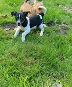 Kruising pups zoeken een plekje, 8 tot 15 weken, Meerdere, Meerdere dieren, Klein