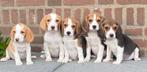 Zeer bjzondere BEAGLE x KOOIKER pups, Nederland, CDV (hondenziekte), 8 tot 15 weken, Meerdere