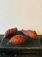 3 Gedroogde raffia thika noten v de raffia palm. Drakennoot., Ophalen of Verzenden, Zo goed als nieuw