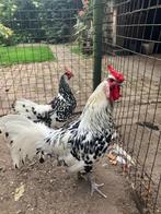 Hollandse Hoenders, Dieren en Toebehoren, Pluimvee, Mannelijk, Kip