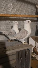 Duiven te koop, Dieren en Toebehoren, Vogels | Duiven, Meerdere dieren, Overige soorten