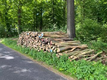 Vracht beuken eiken stamhout beschikbaar | Eiken en beuken beschikbaar voor biedingen
