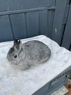 Kleurdwerg raszuiver, Dieren en Toebehoren, Konijnen, Mannelijk, Dwerg