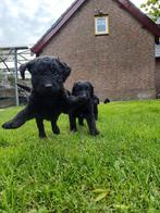 Super speelse labradoodle pups F1, Dieren en Toebehoren, Honden | Retrievers, Spaniëls en Waterhonden, Rabiës (hondsdolheid), 8 tot 15 weken