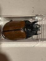 Leuke collectie met insecten, neushoorn kever, Dieren en Toebehoren, Insecten en Spinnen, Overige soorten