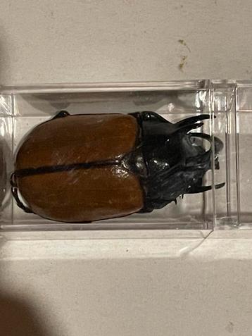Leuke collectie met insecten, neushoorn kever beschikbaar voor biedingen