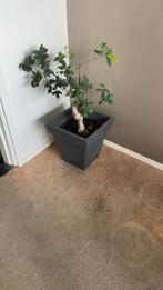 Kunstof pot vierkant met plant, Ophalen, Zomer, Overige soorten
