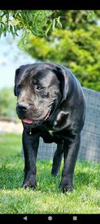 Ras echte boerboel pups, Dieren en Toebehoren, Overige rassen, CDV (hondenziekte), 8 tot 15 weken, Meerdere