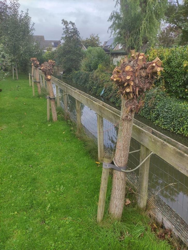 Knotwilgen, 5 jaar oud, Tuin en Terras, Planten | Bomen, Overige soorten, Volle zon, Ophalen