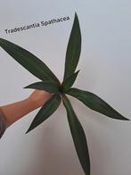 Tradescantia Spathacea, Ophalen of Verzenden, Overige soorten, Minder dan 100 cm