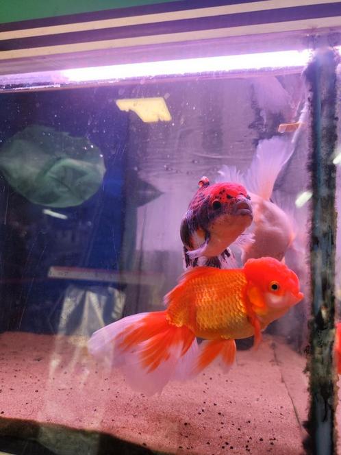 Leeuwenkop vissen ongeveer 18 cm desgewenst bezorgd aan huis, Dieren en Toebehoren, Vissen | Aquariumvissen, Zoetwatervis, Vis