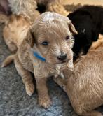 Boomer / Maltipoo / Toy Poedel pups opgevoed met veel liefde, Overige rassen, CDV (hondenziekte), 8 tot 15 weken, Meerdere