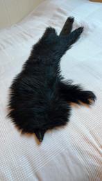 Antieke bontstola., Ophalen of Verzenden, Gedragen, Sjaal