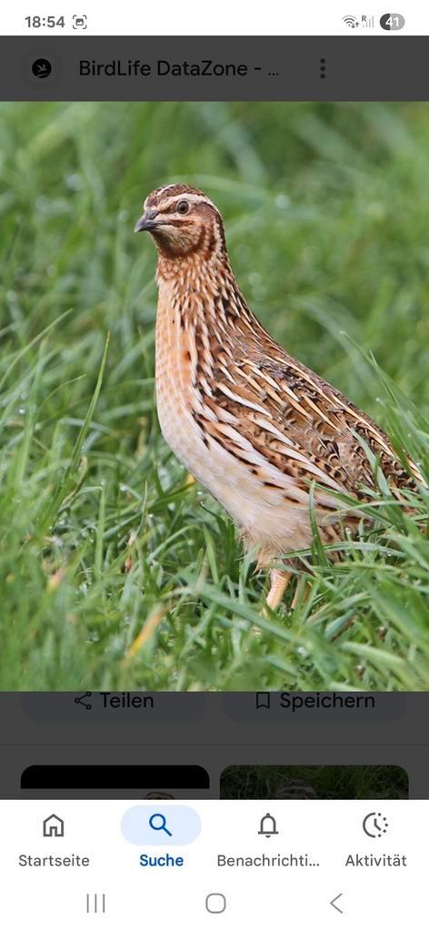 Europese veldkwartels,Kwartel, Coturnix-coturnix, Dieren en Toebehoren, Pluimvee, Overige soorten, Meerdere dieren