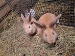 Jonge lotharingers, Dieren en Toebehoren, Konijnen, Mannelijk, Groot, 0 tot 2 jaar