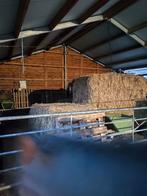Graszaadhooi, twee of drie grote balen, Dieren en Toebehoren, Ophalen, Vee