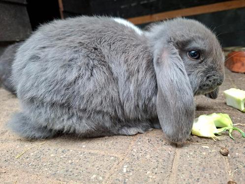 Franse hangoor ram, Dieren en Toebehoren, Konijnen, Groot, Mannelijk, 0 tot 2 jaar, Hangoor