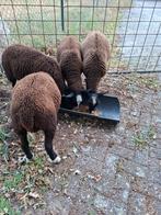 Ramlammeren, Dieren en Toebehoren, Mannelijk, Schaap