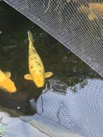 Koi Shiro utsuri II 45 cm, Dieren en Toebehoren, Vissen | Vijvervissen, Karper of Koi