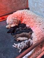 Mooie labradoodle sheltiedoodle minidoodle te koop, Dieren en Toebehoren, Honden | Niet-rashonden, CDV (hondenziekte), 8 tot 15 weken